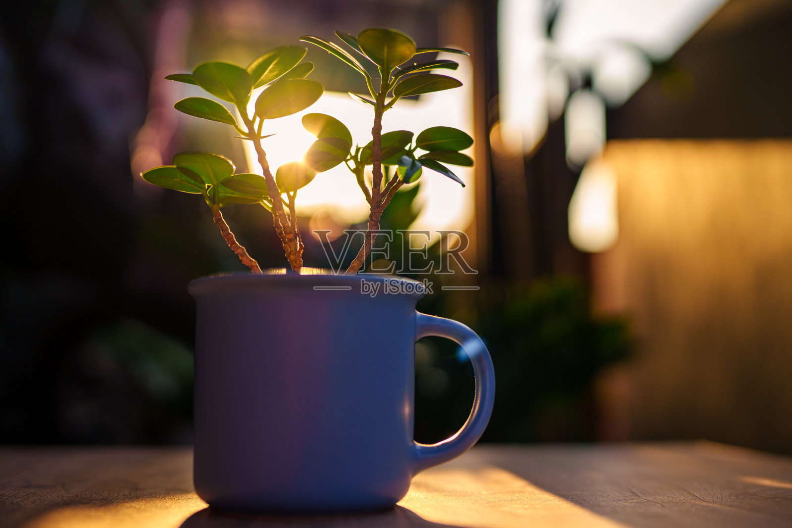 特写白咖啡杯,用小树和植物绿叶作背景照片摄影图片
