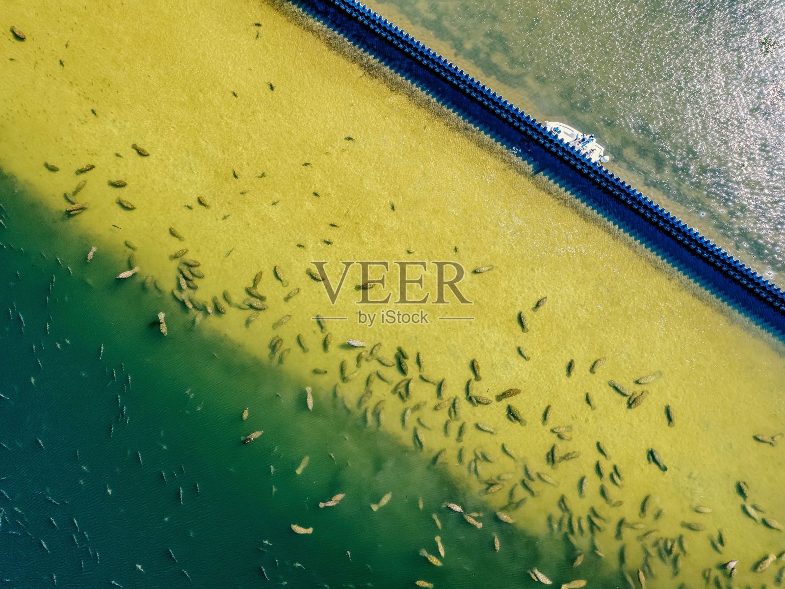 许多小鱼在湖边游来游去照片摄影图片