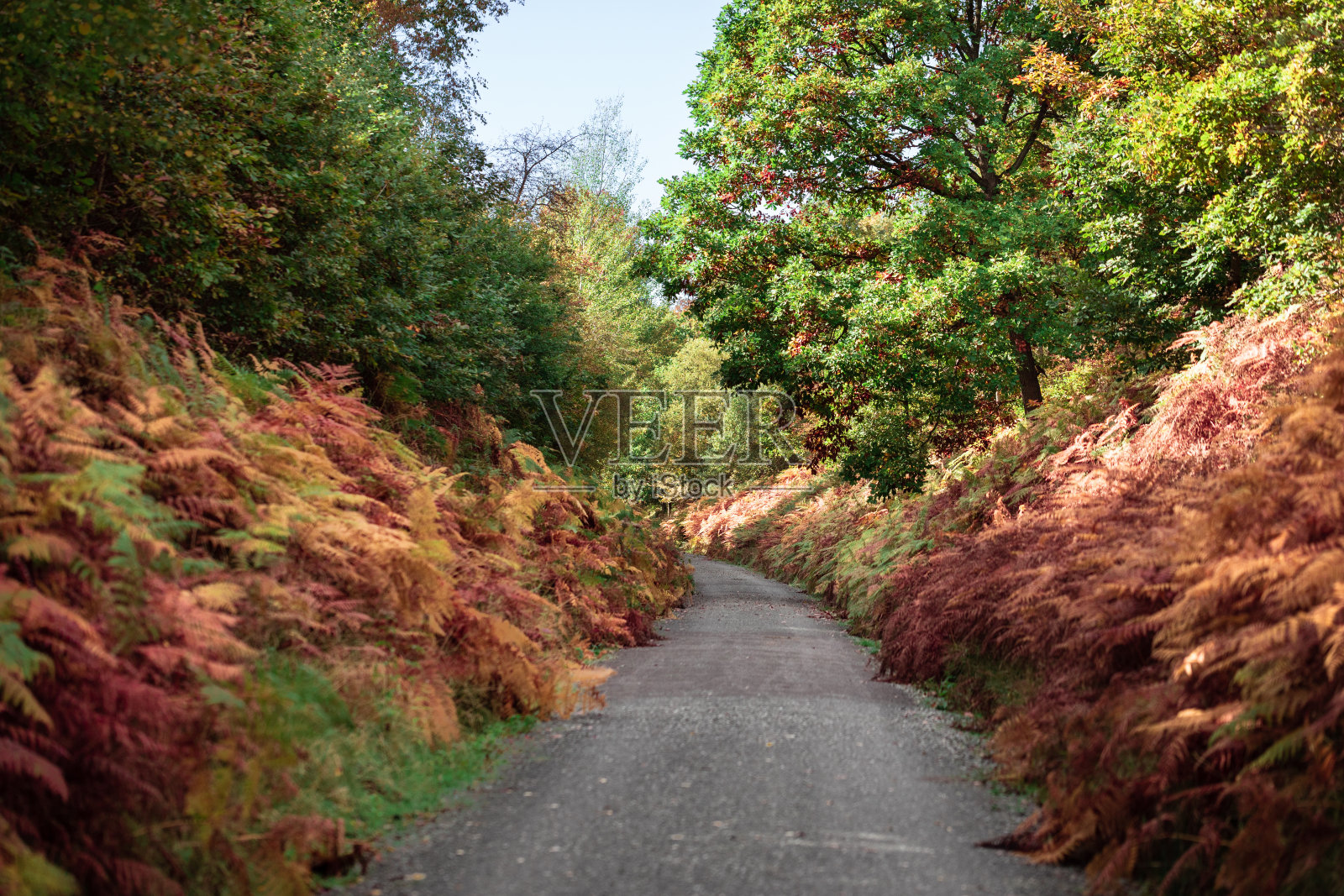森林里空荡荡的小路。照片摄影图片