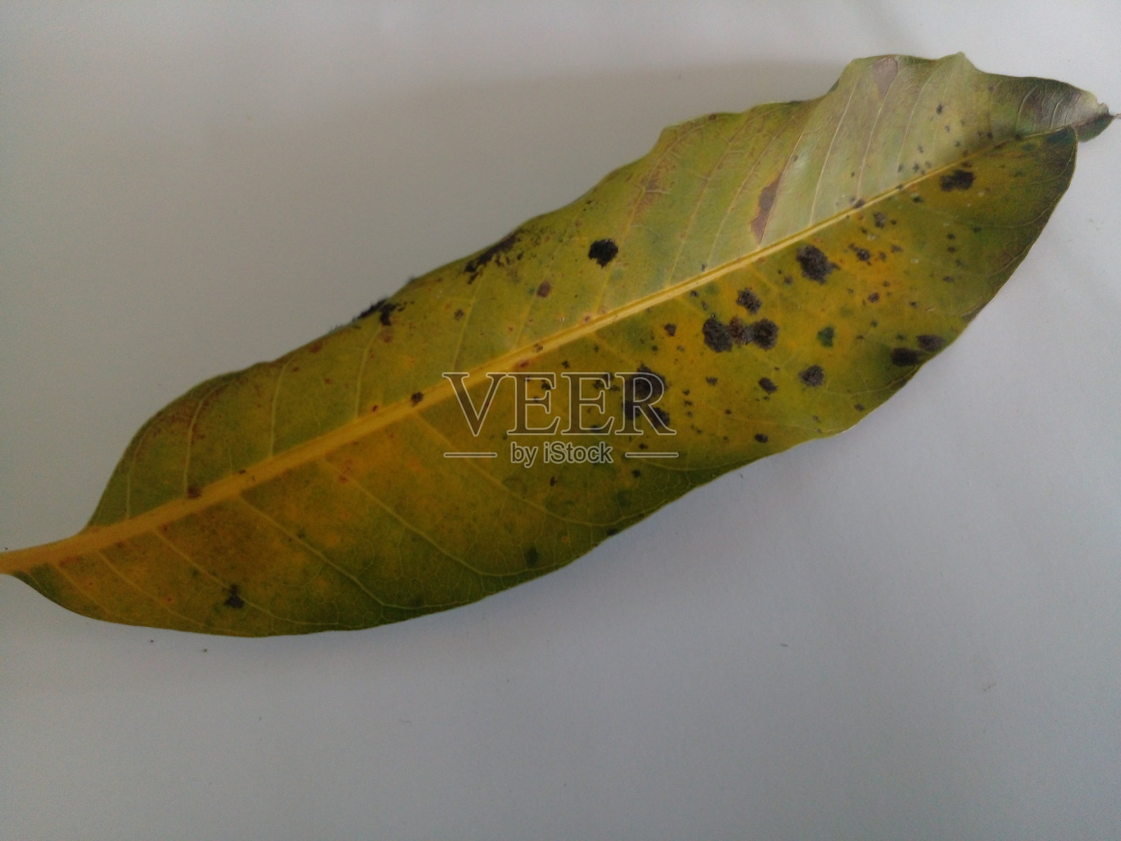 芒果离开照片摄影图片