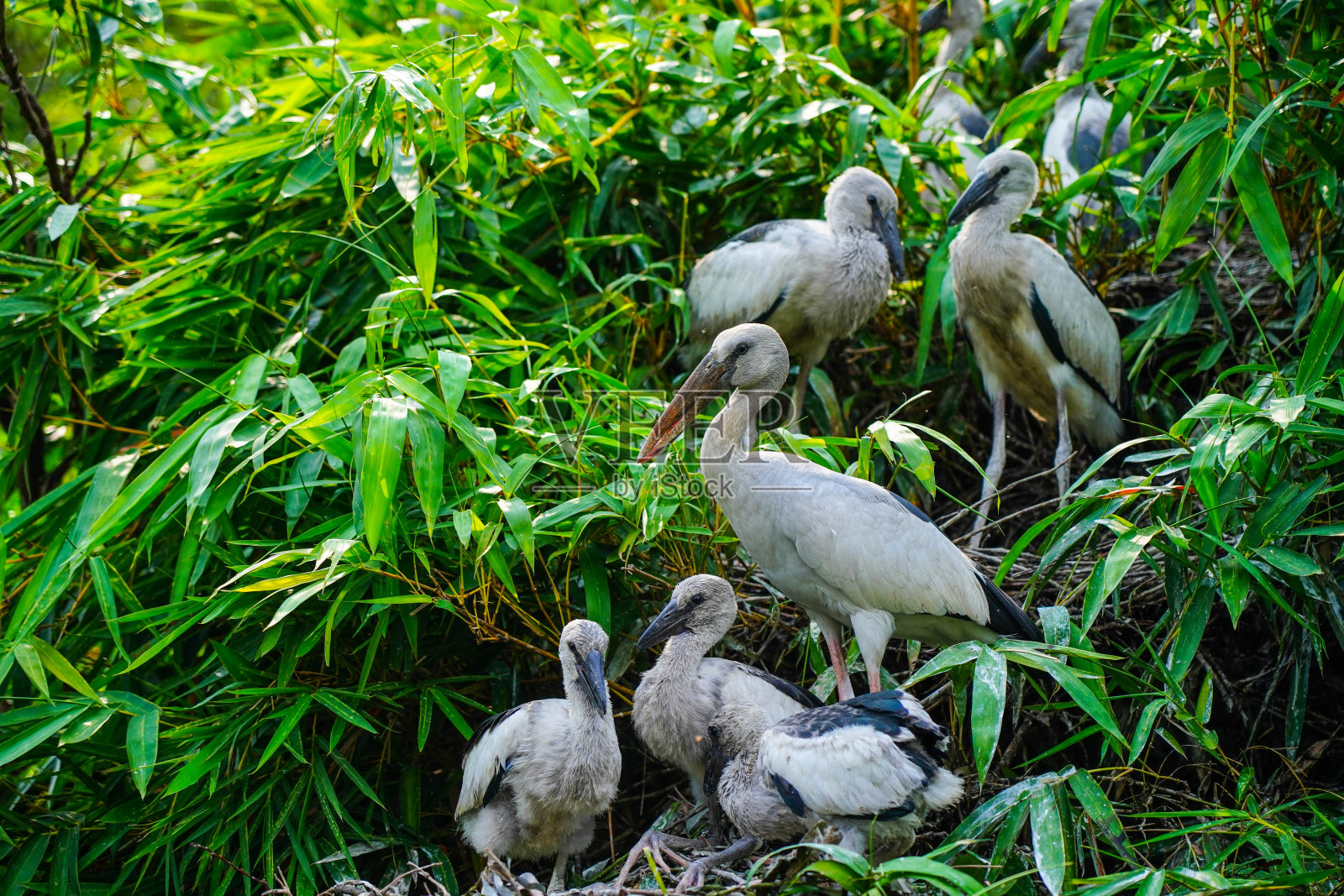 位于卡纳塔克邦曼迪亚的Ranganathittu鸟类保护区的亚洲开口鹳或亚洲开口鹳照片摄影图片