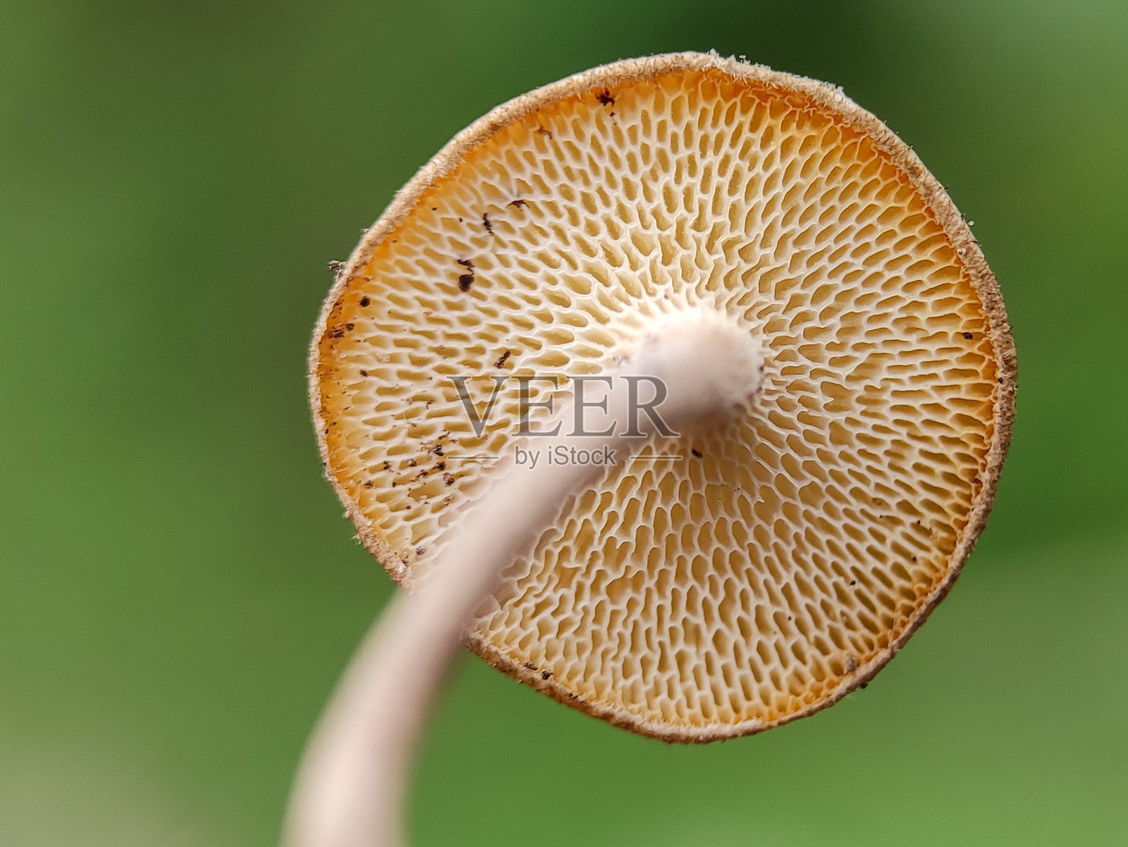圆珠鱼(Lentinus arcularius)照片摄影图片