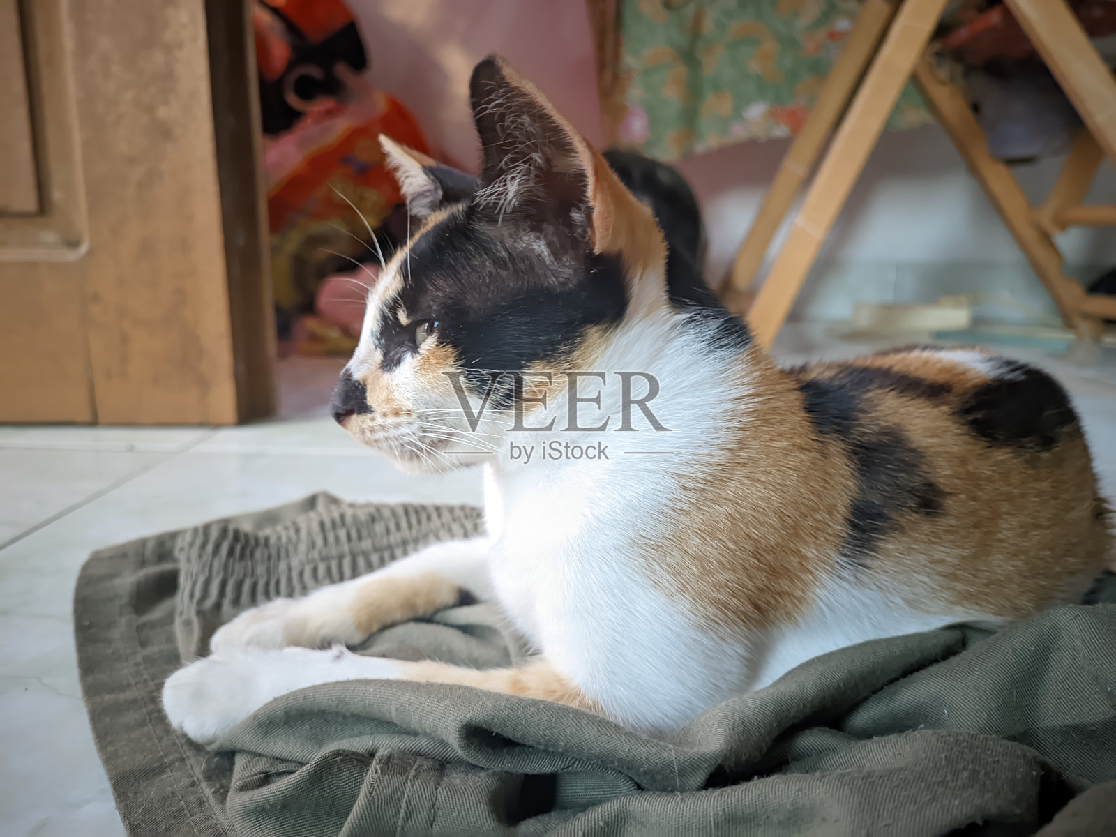 猫咪摄影技巧从侧面看,一只三色猫正在屋子里的旧衣服布上放松照片摄影图片