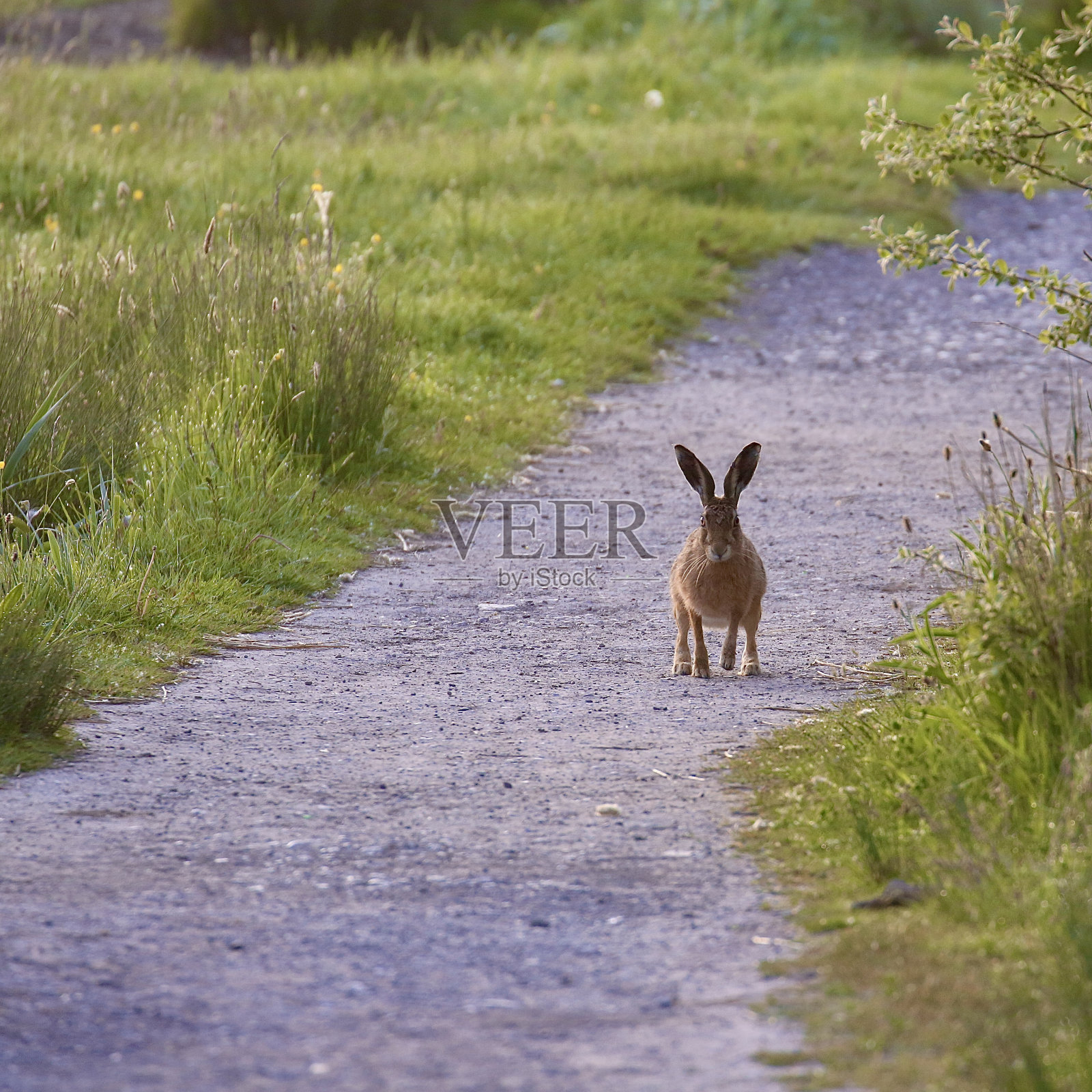 棕色的兔子照片摄影图片