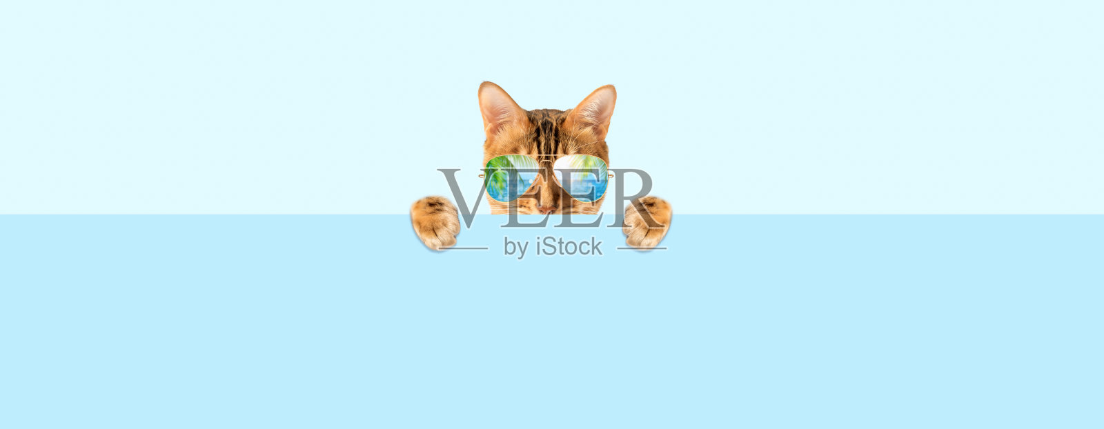 一只戴着眼镜的孟加拉猫躲在一块空木板后面。照片摄影图片