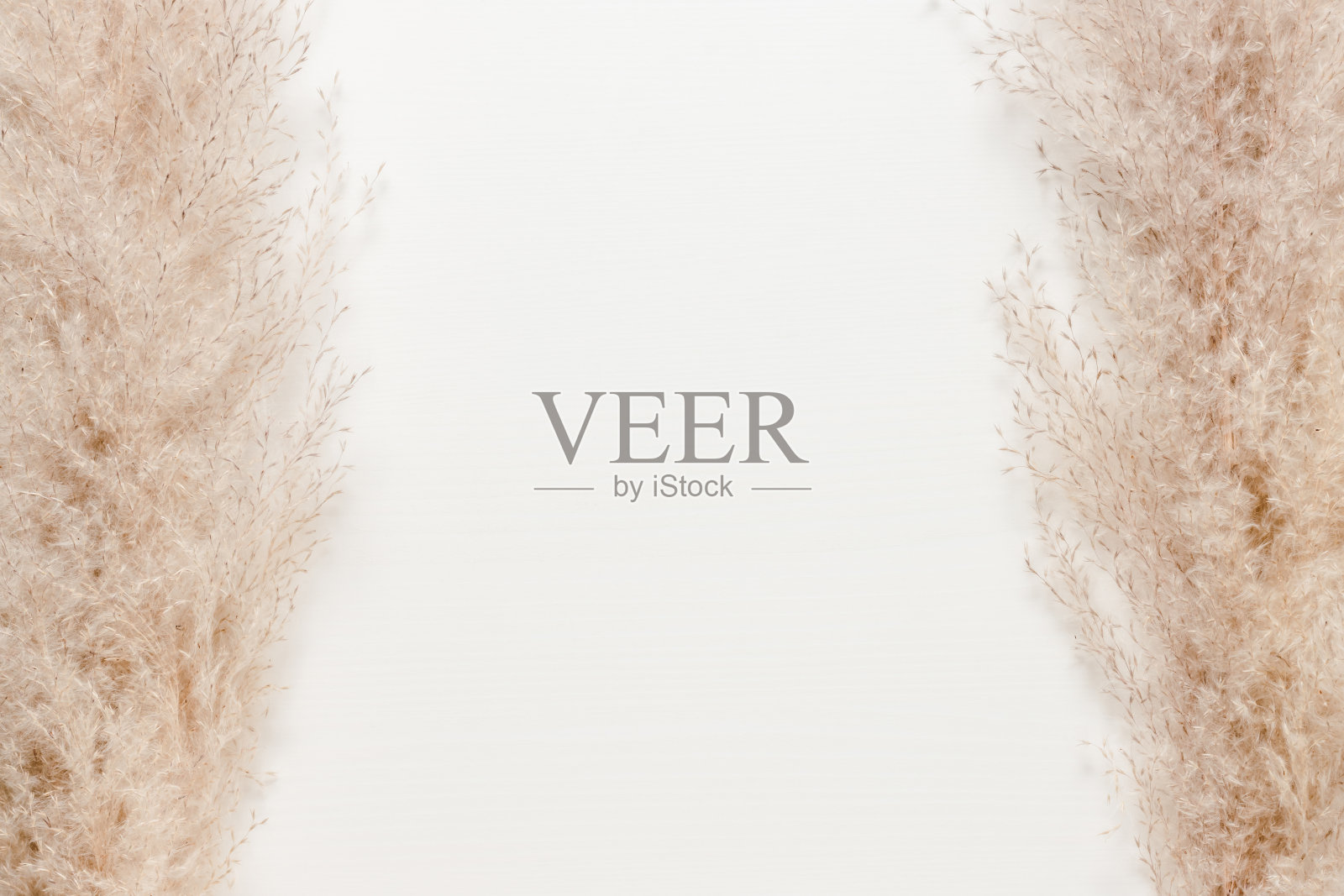 框架由干潘帕斯草在白色背景,复制空间照片摄影图片