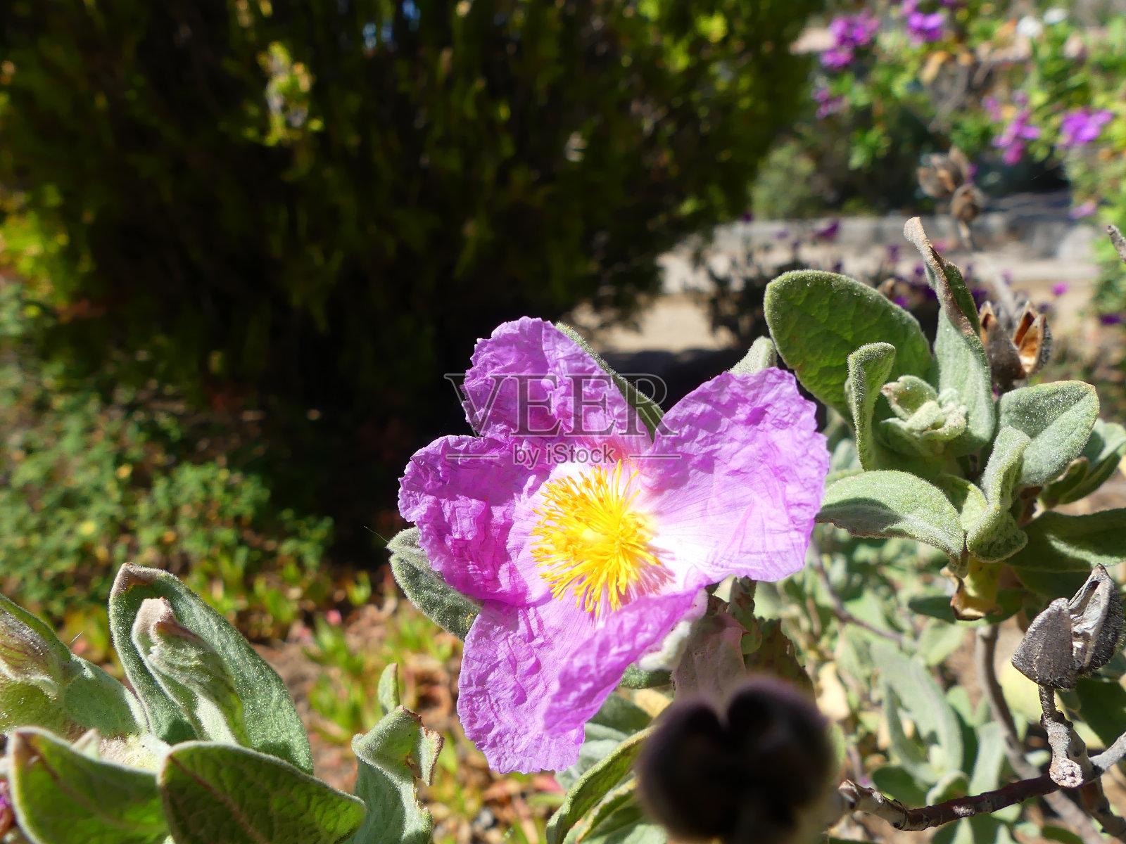 山楂花照片摄影图片