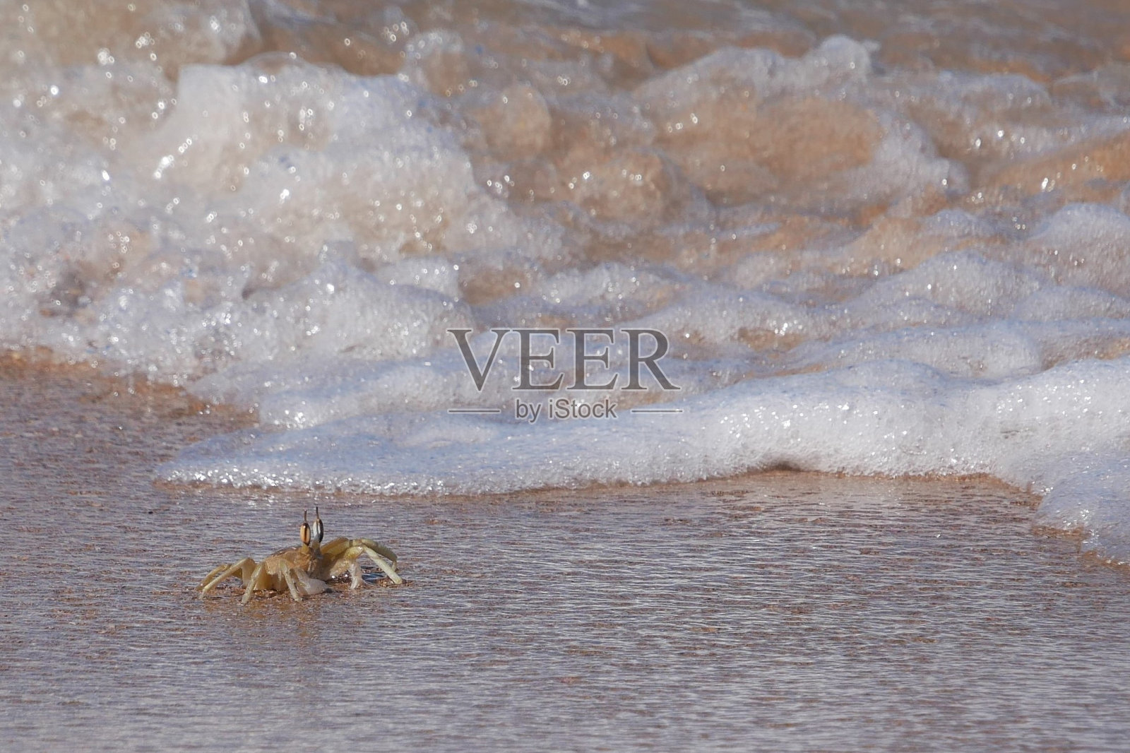 不同颜色眼睛的鬼蟹面对即将到来的海啸照片摄影图片