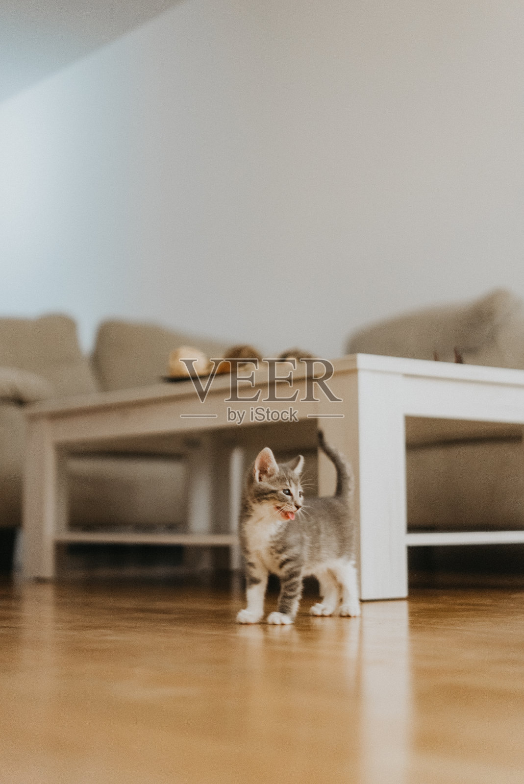 在家庭工作室里,一只可爱的流浪猫的特写肖像,不同的颜色照片摄影图片