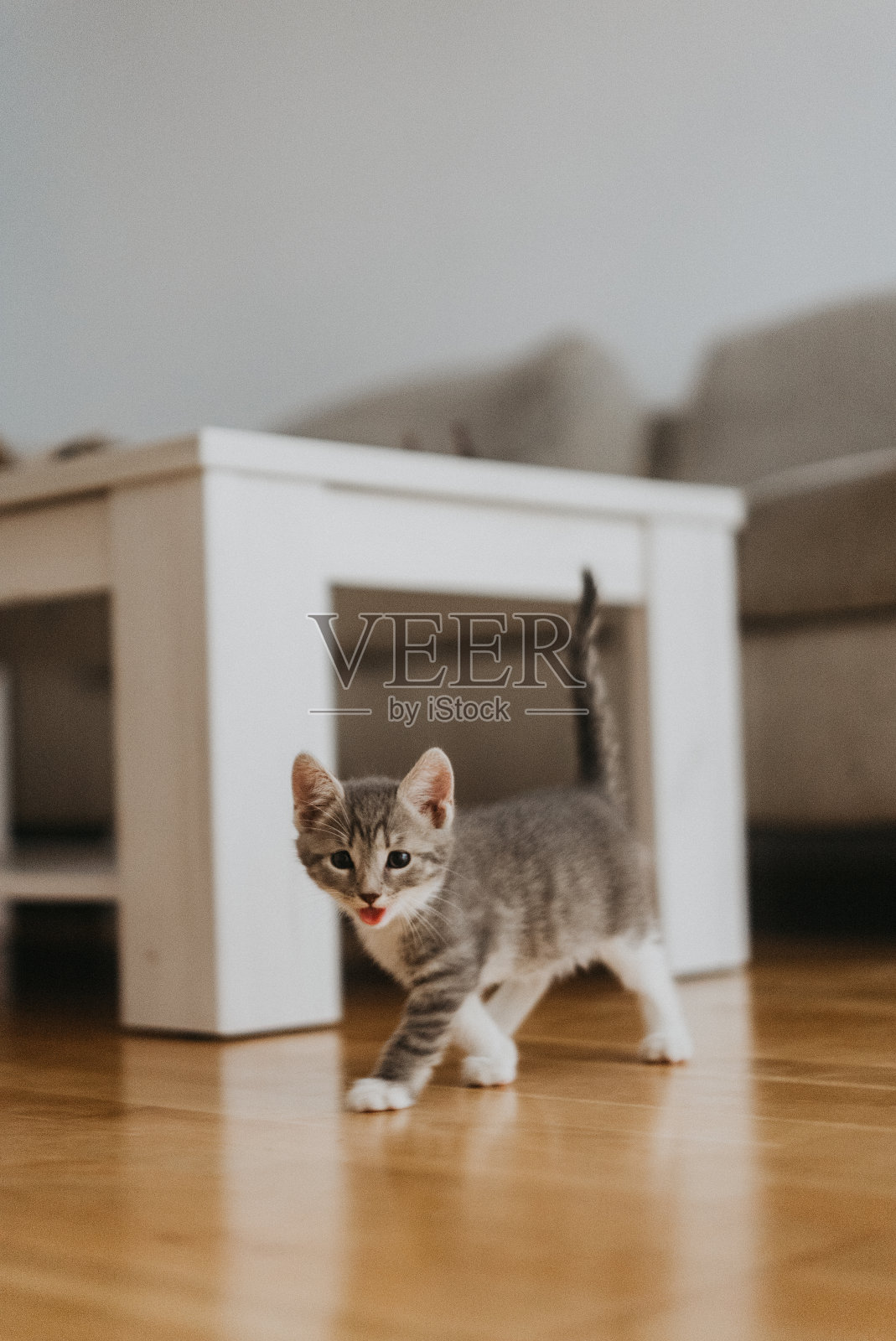 在家庭工作室里,一只可爱的流浪猫的特写肖像,不同的颜色照片摄影图片