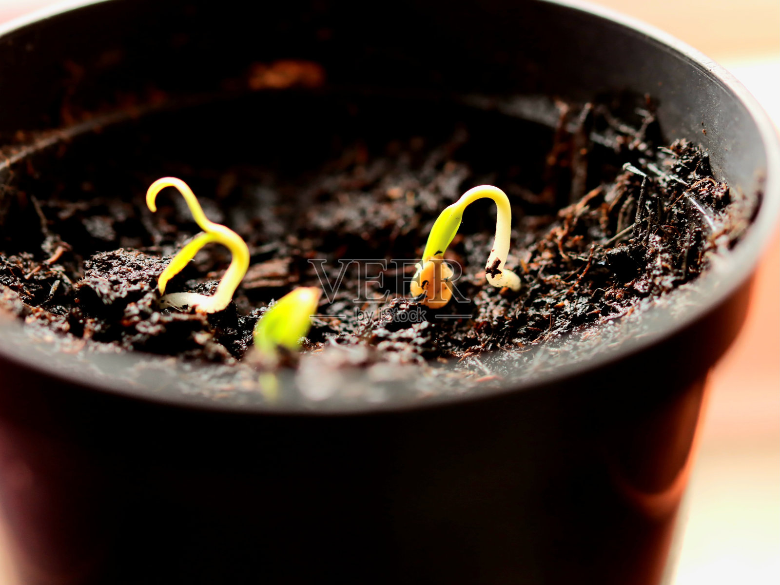 红椒苗照片摄影图片