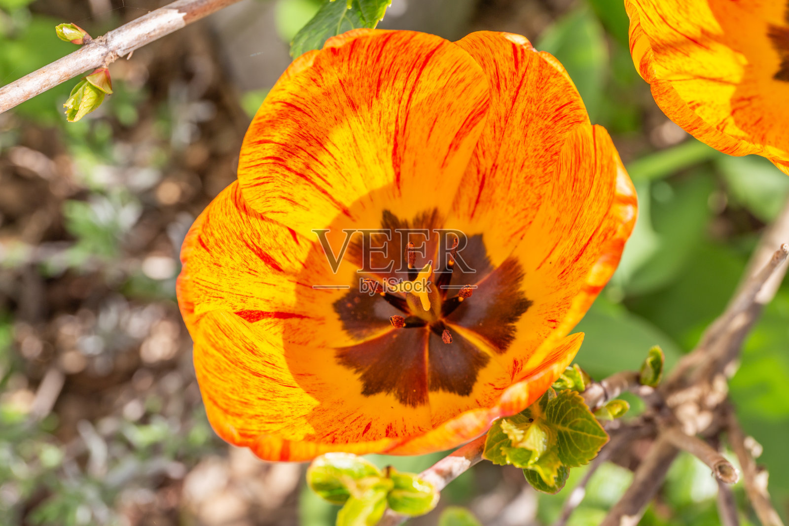 春暖花开一路照片摄影图片
