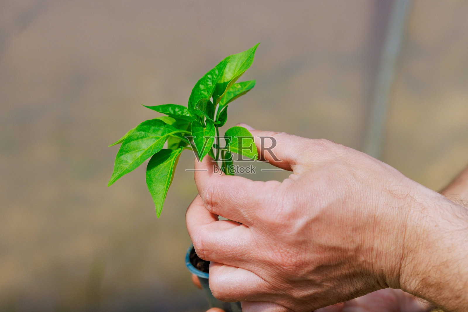 一位农民在温室里检查辣椒苗,寻找病害的迹象照片摄影图片