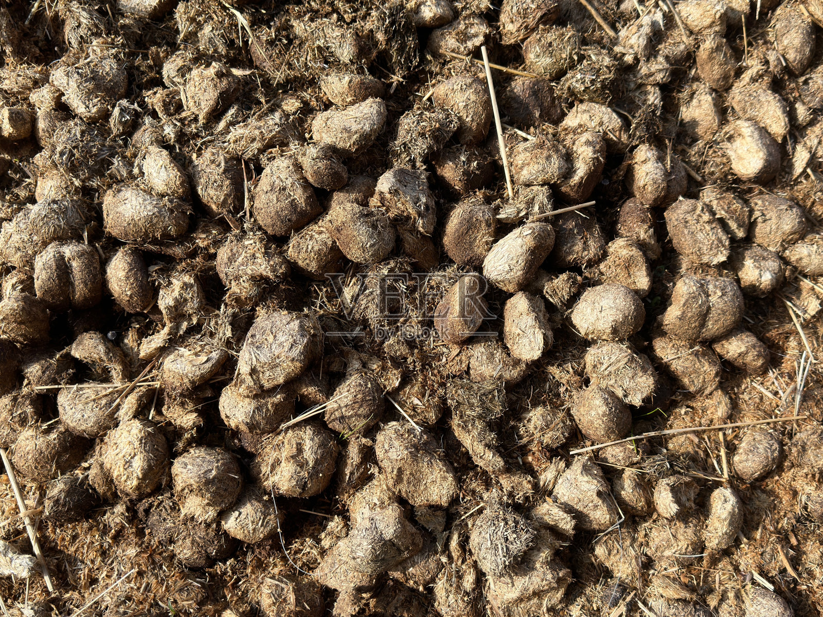 牧场上的马粪堆照片摄影图片