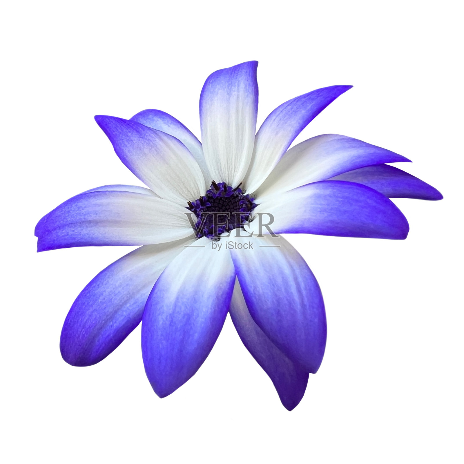 紫色和白色的金银花孤立在白色背景上照片摄影图片