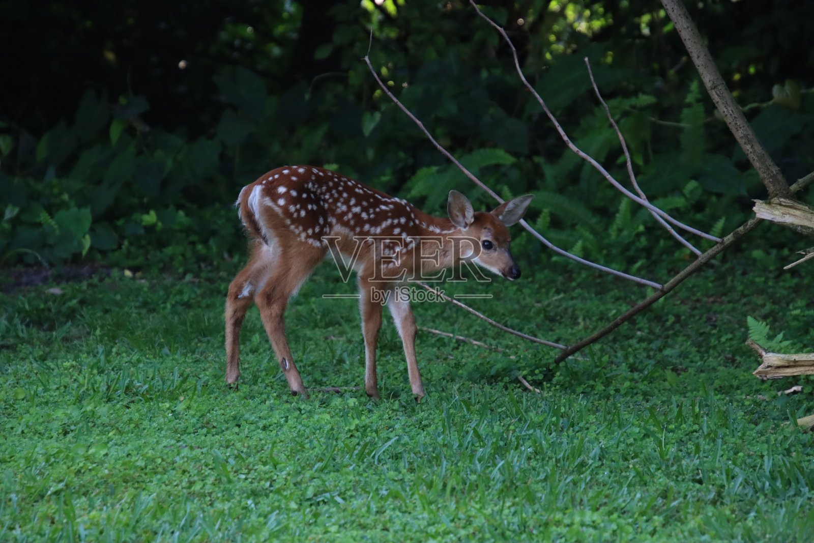 小鹿在后院绿草地上小鹿,背景是树林。照片摄影图片