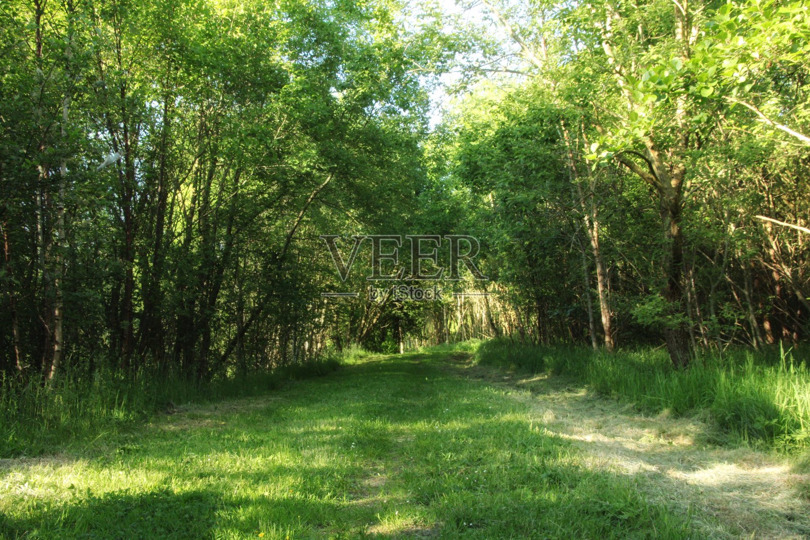 苏格兰林地勘探公司,东艾尔郡。照片摄影图片