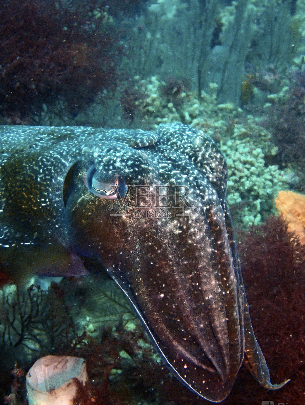 墨鱼面照片摄影图片