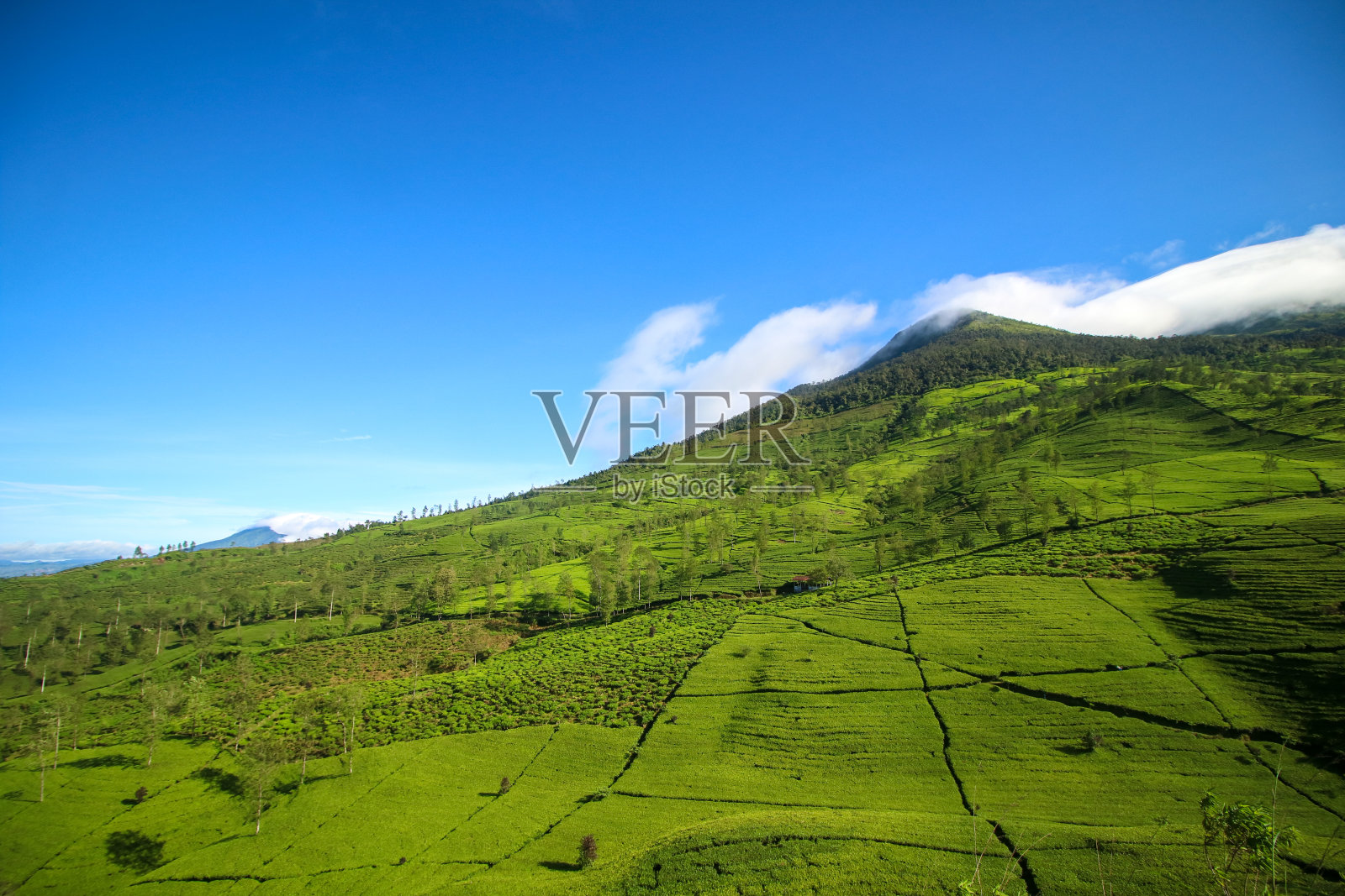 比达卡的茶园照片摄影图片