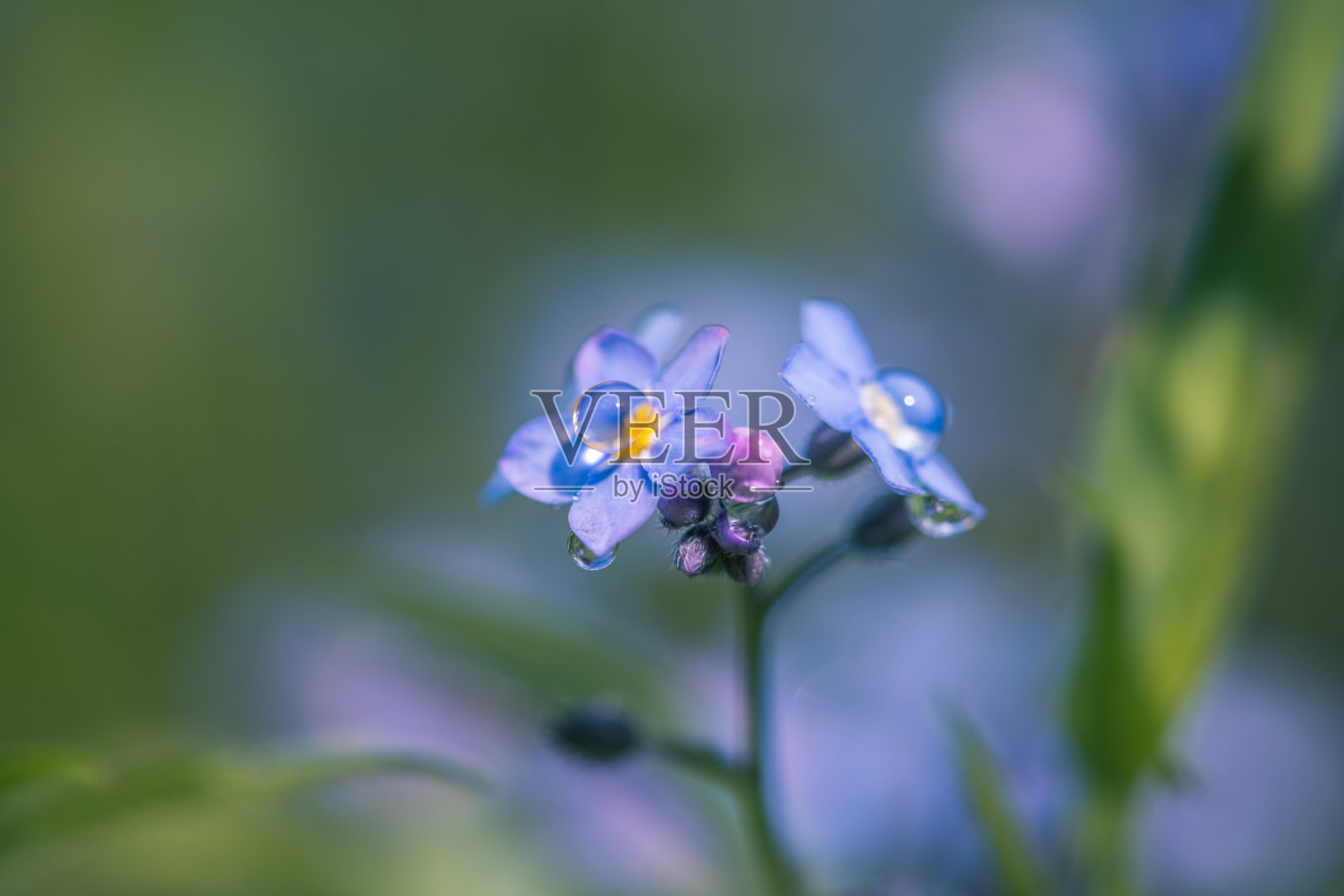 小蓝花雨后不忘我照片摄影图片