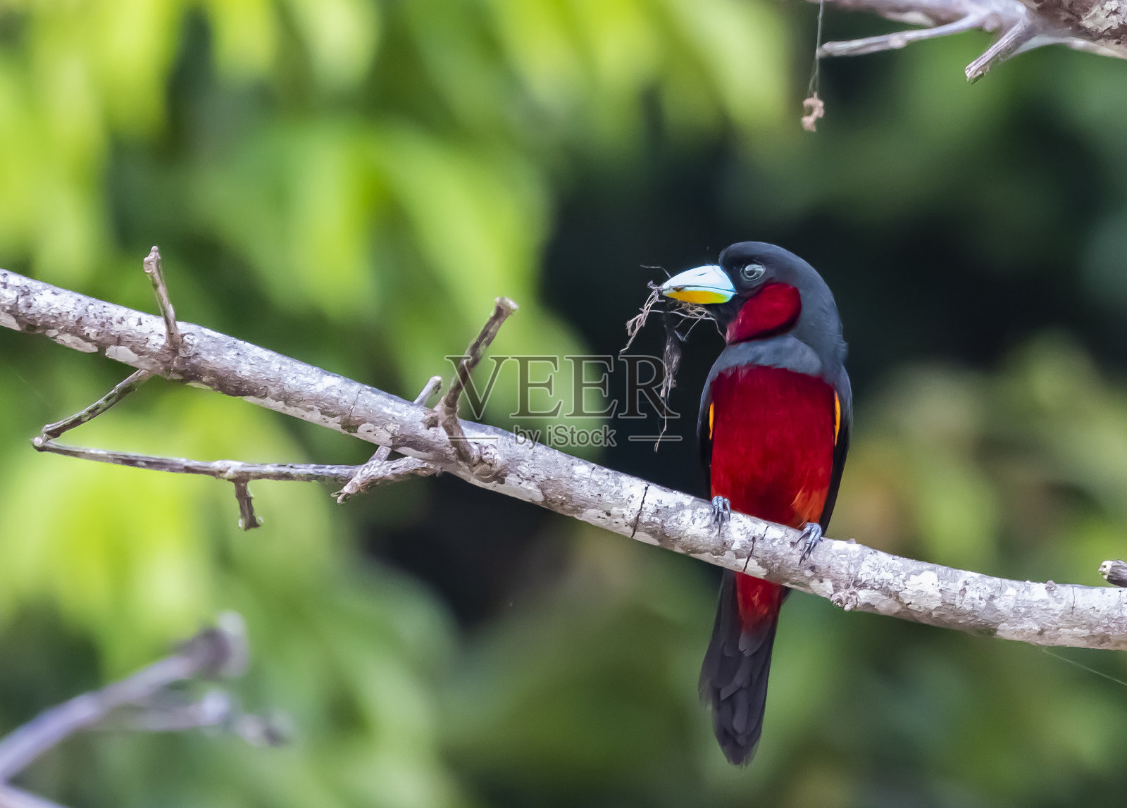 黑色和红色的阔嘴鸟照片摄影图片