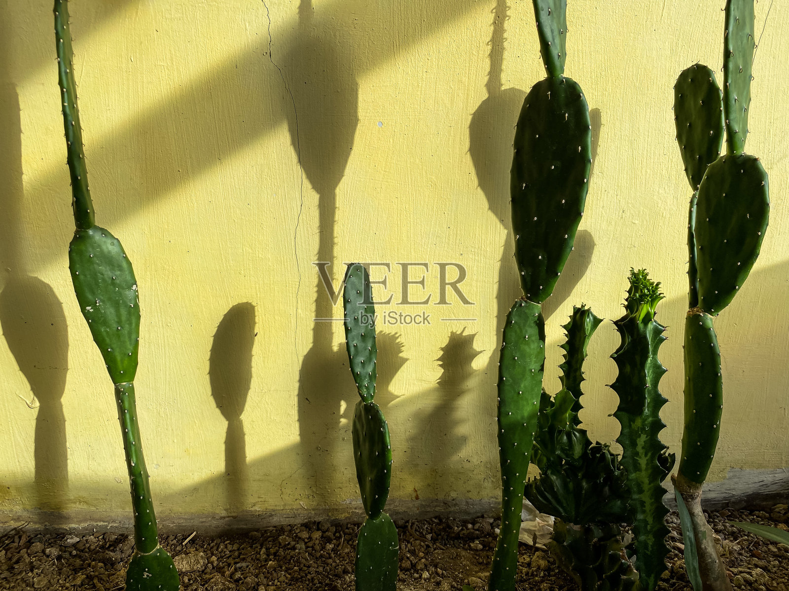 仙人掌照片摄影图片