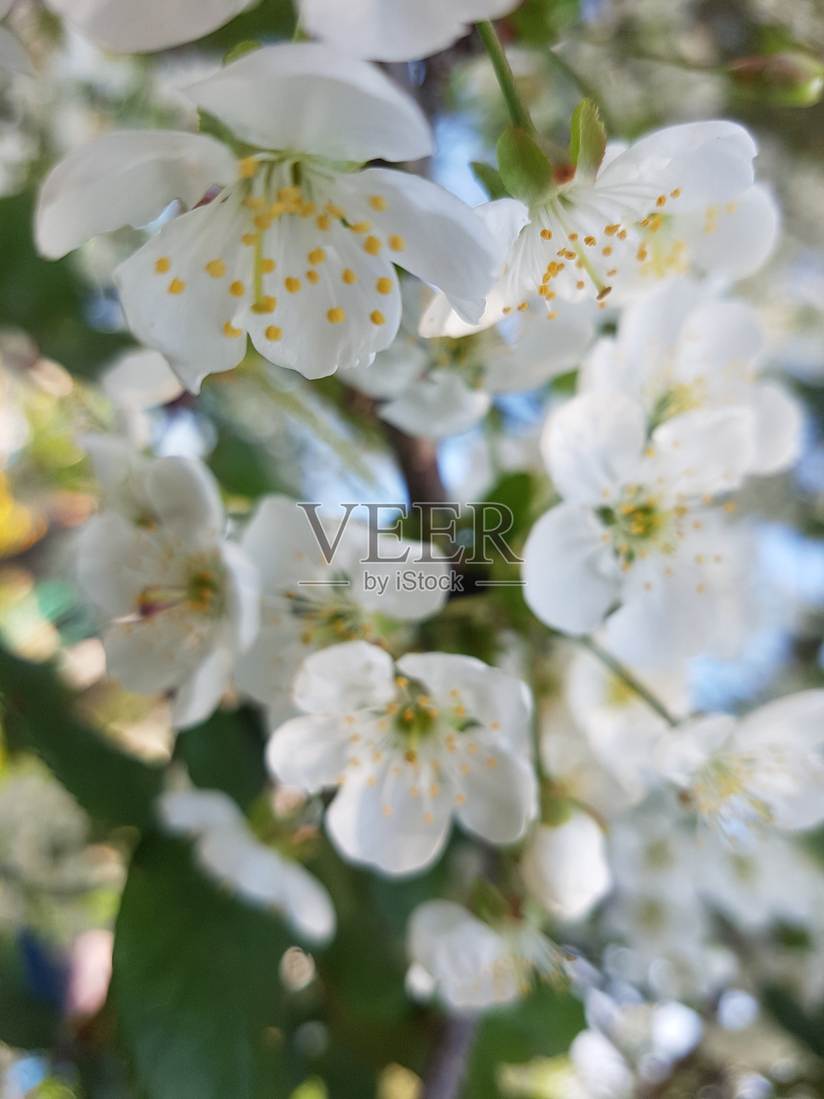 樱桃的花照片摄影图片
