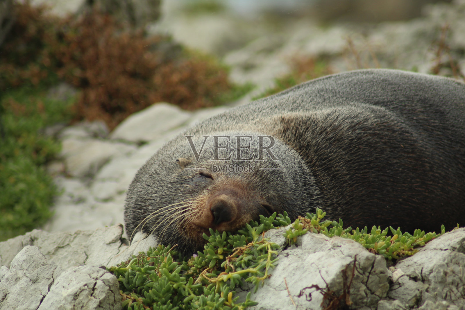 海狗照片摄影图片
