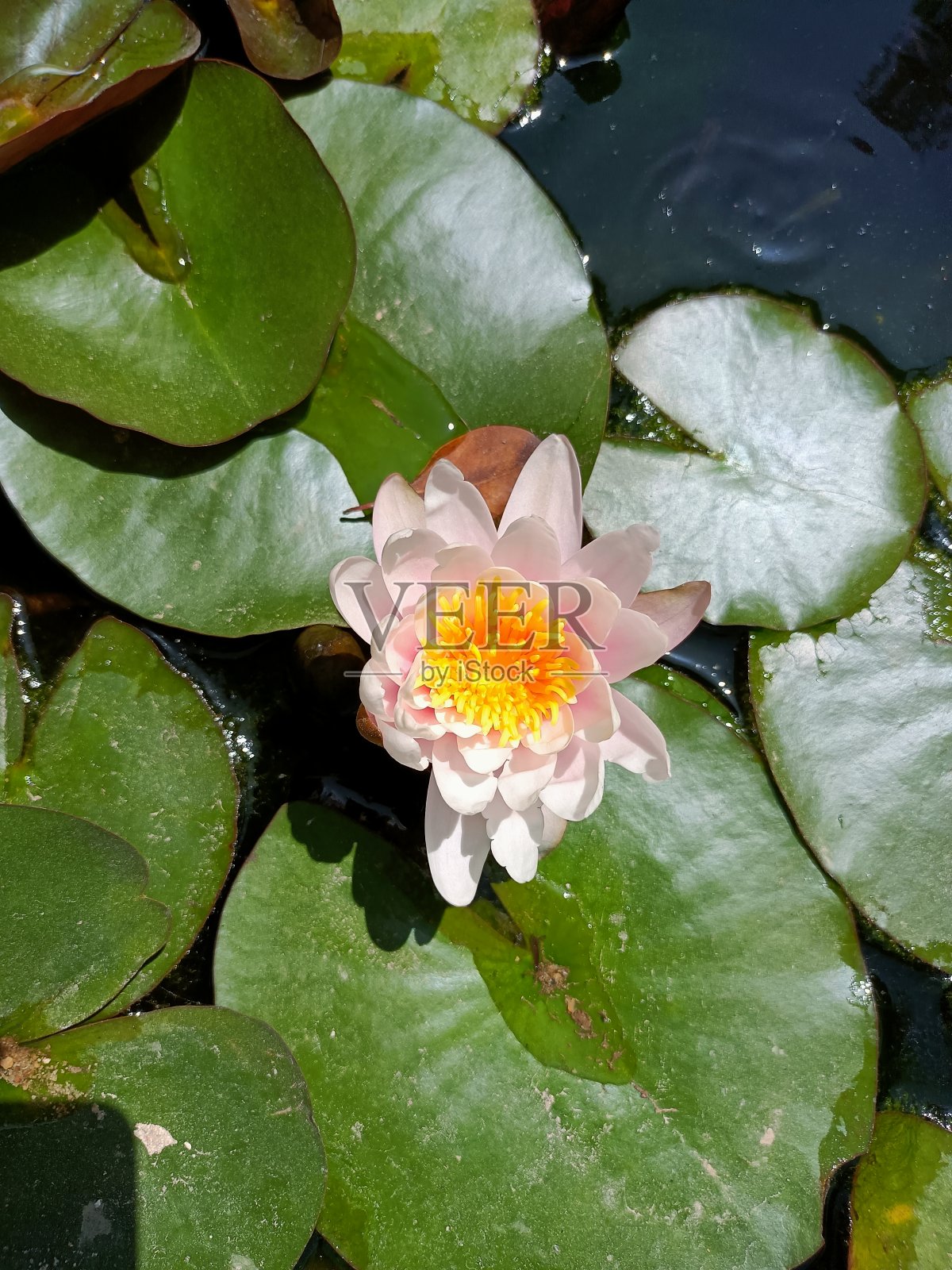 植物园里的睡莲照片摄影图片