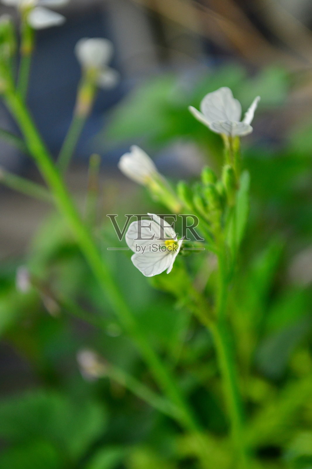 白色的花照片摄影图片