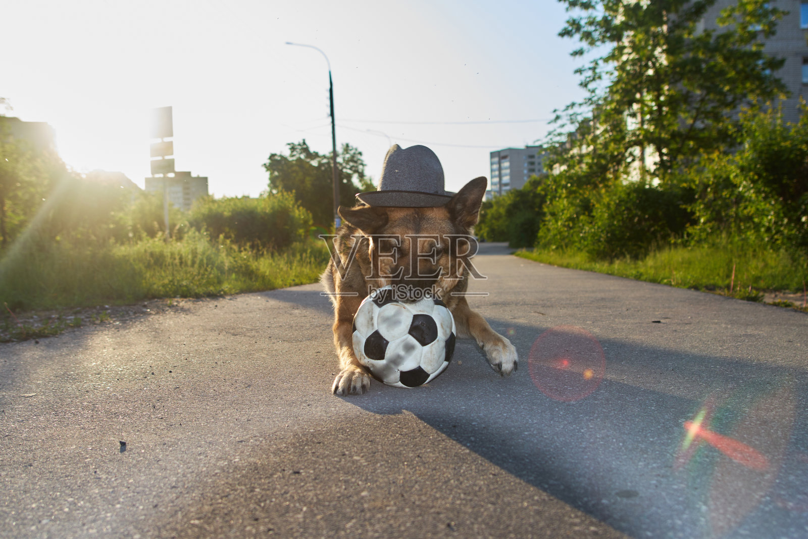 戴帽子的狗。戴着帽子拿着足球的狗。一只戴着帽子的狗在城市的街道上踢足球。照片摄影图片