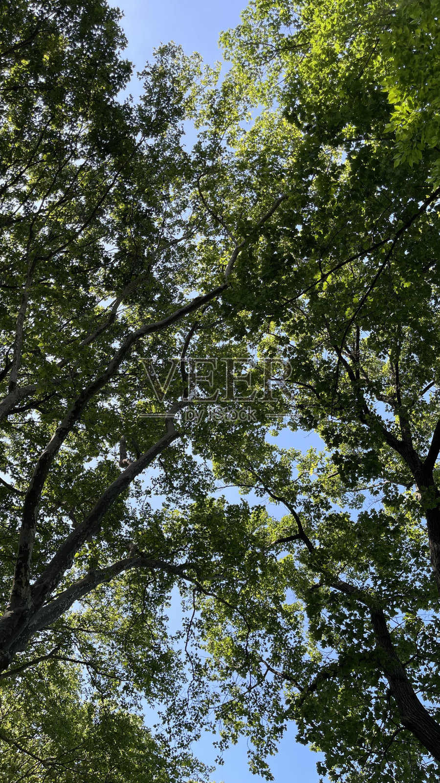 蓝天绿树照片摄影图片