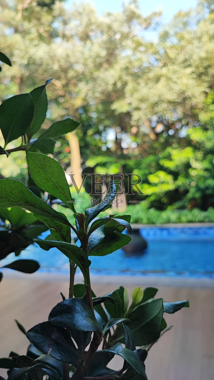 带水池的树照片摄影图片