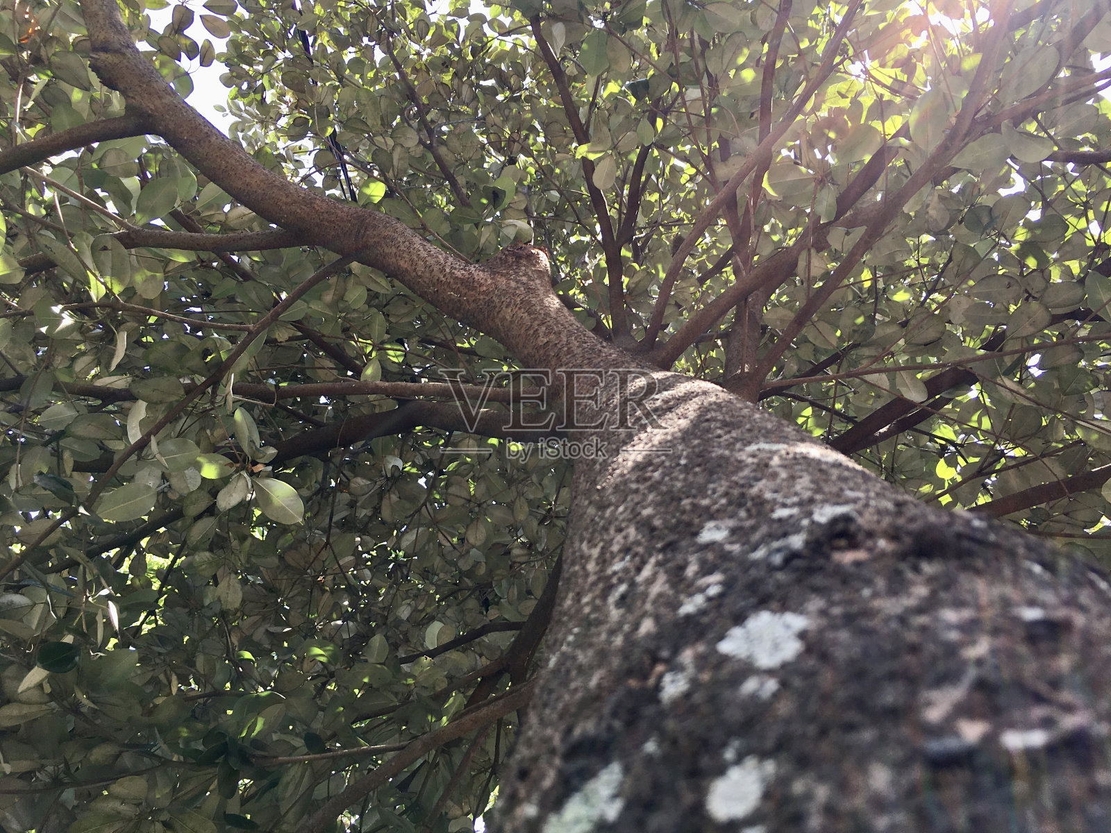 树的照片从下面照片摄影图片