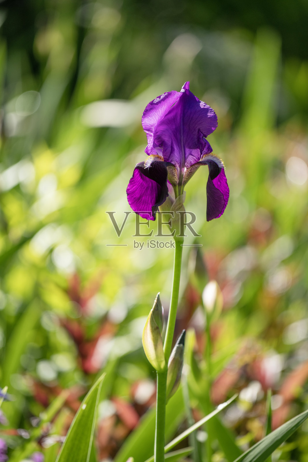 虹膜照片摄影图片