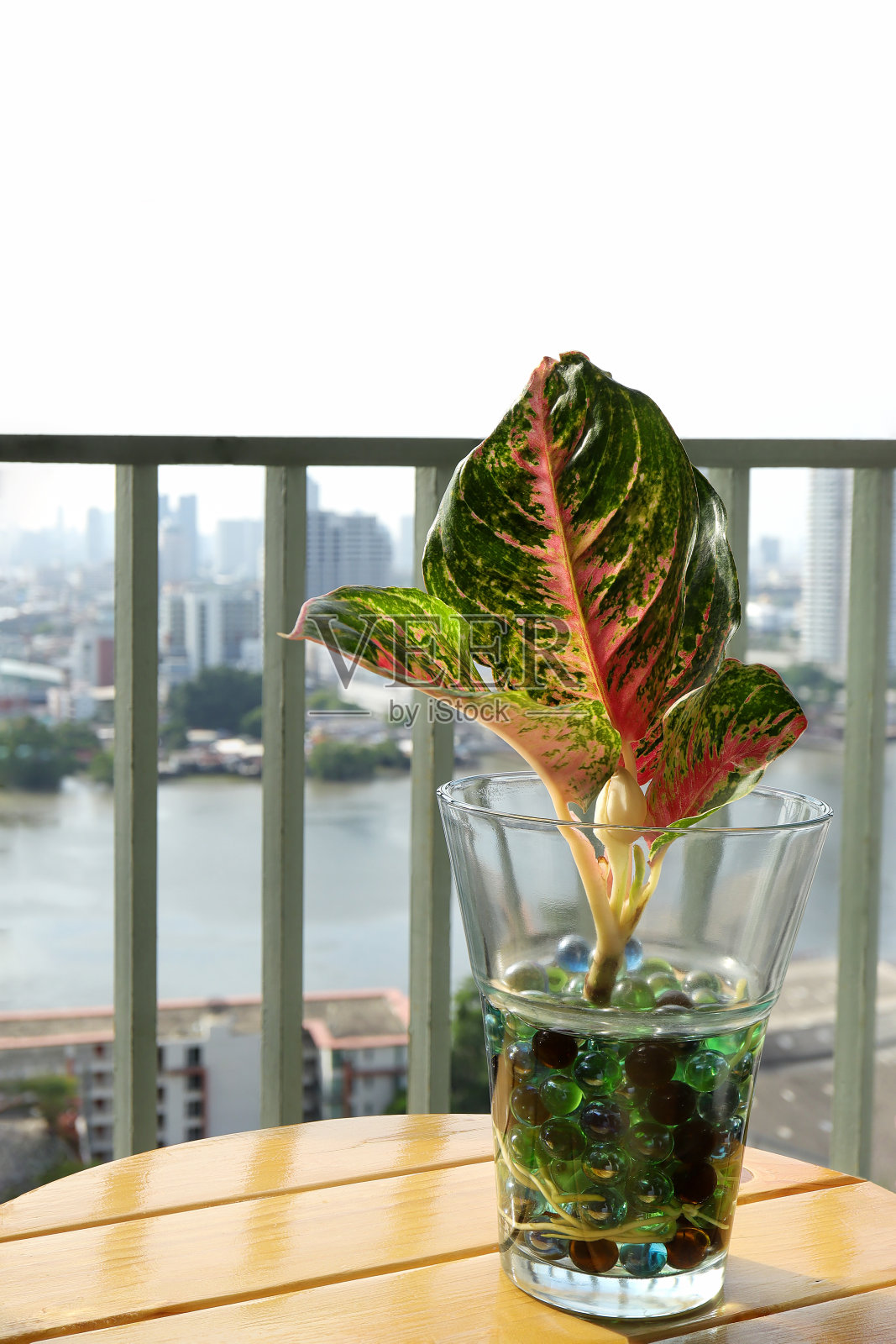 红色Aglonema, Aglaonema红色口红,红色红宝石Aglonema或Aglonema widuri,在城市高层建筑花园的木桌上的玻璃瓶中生根。照片摄影图片