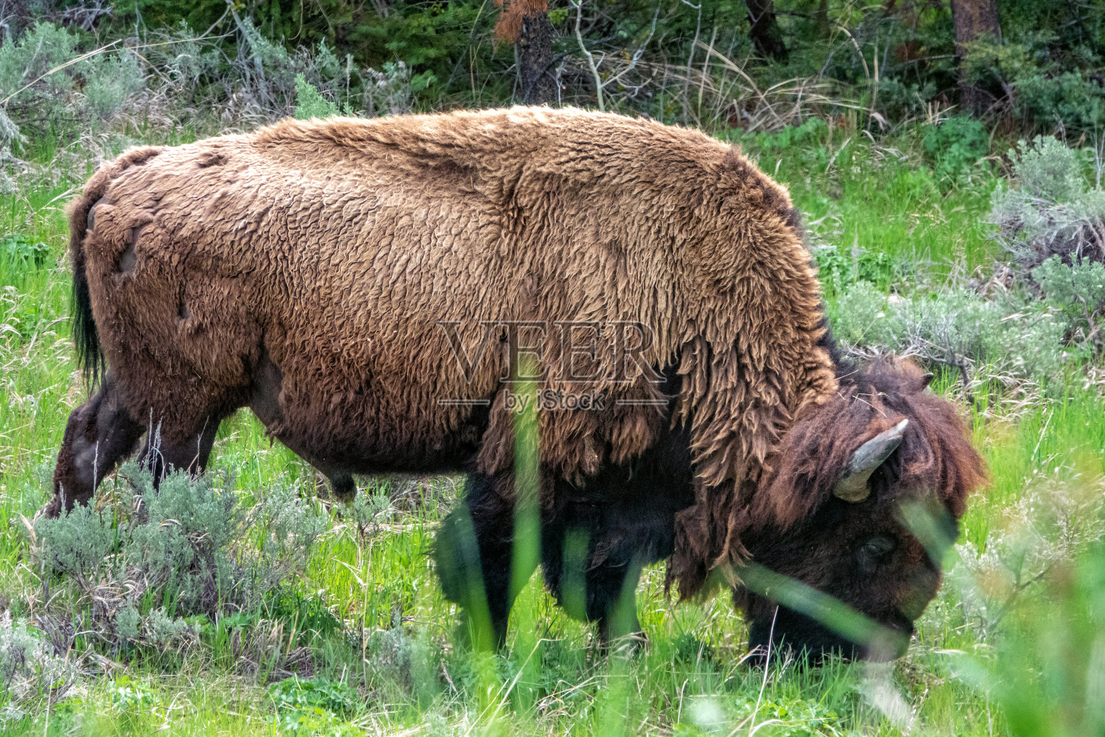 黄石野牛照片摄影图片