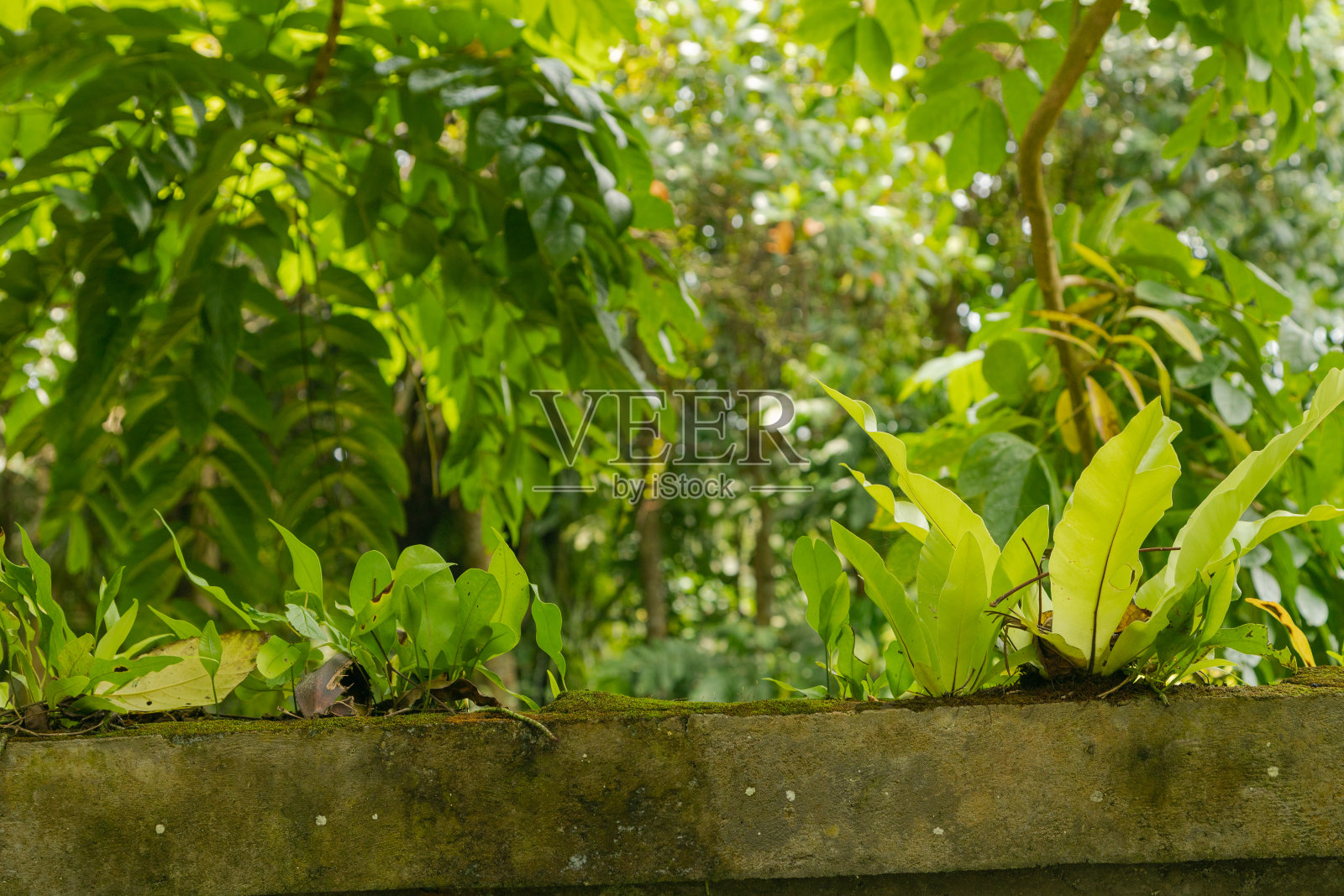 墙上的小蕨类植物。背景,热带公园阳光明媚的一天照片摄影图片