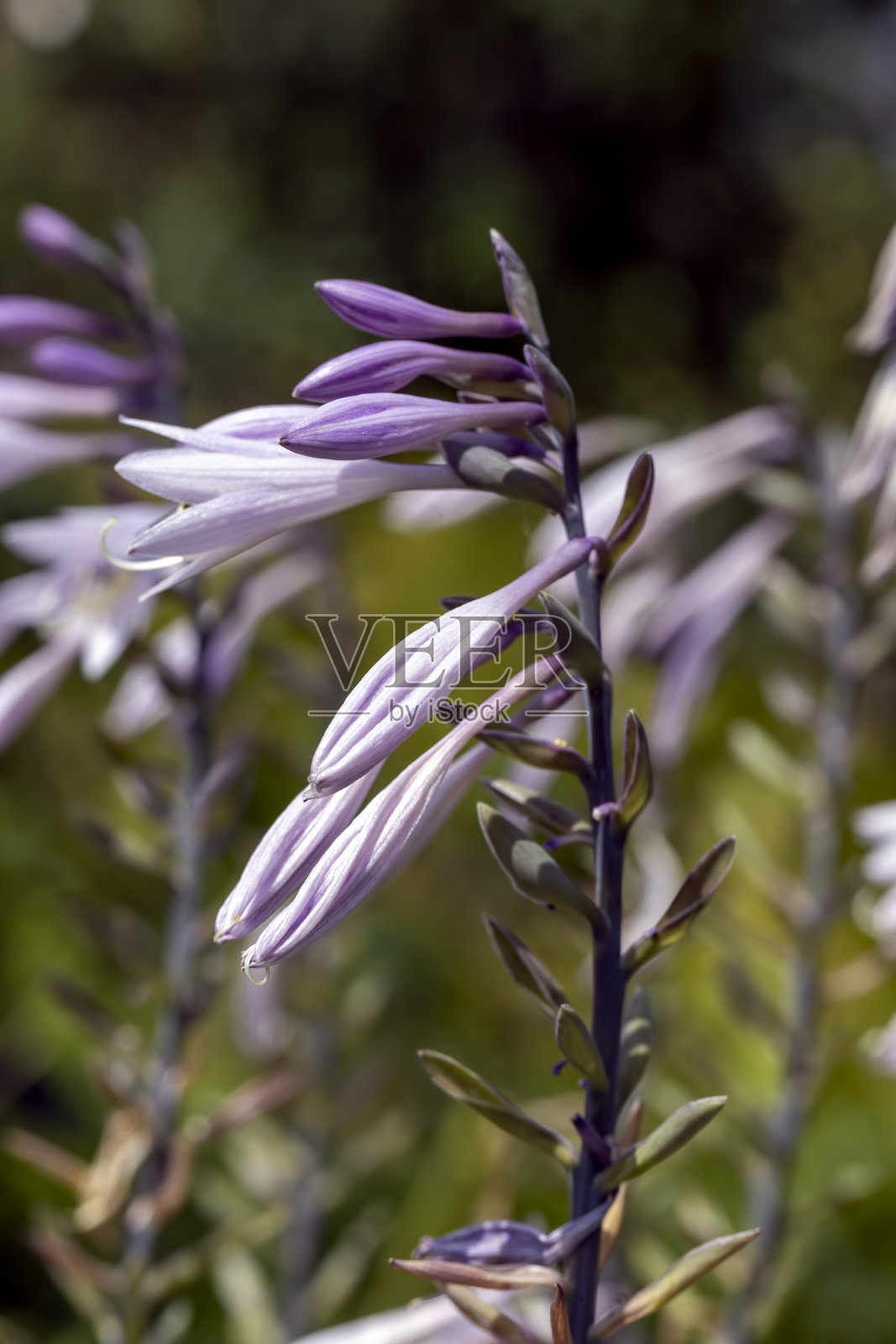 夏末或初秋开花照片摄影图片