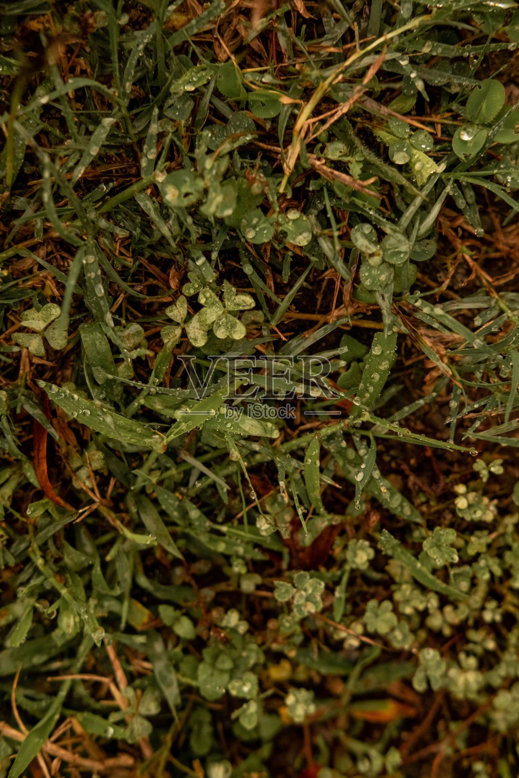 绿草和小植物覆盖着露珠照片摄影图片