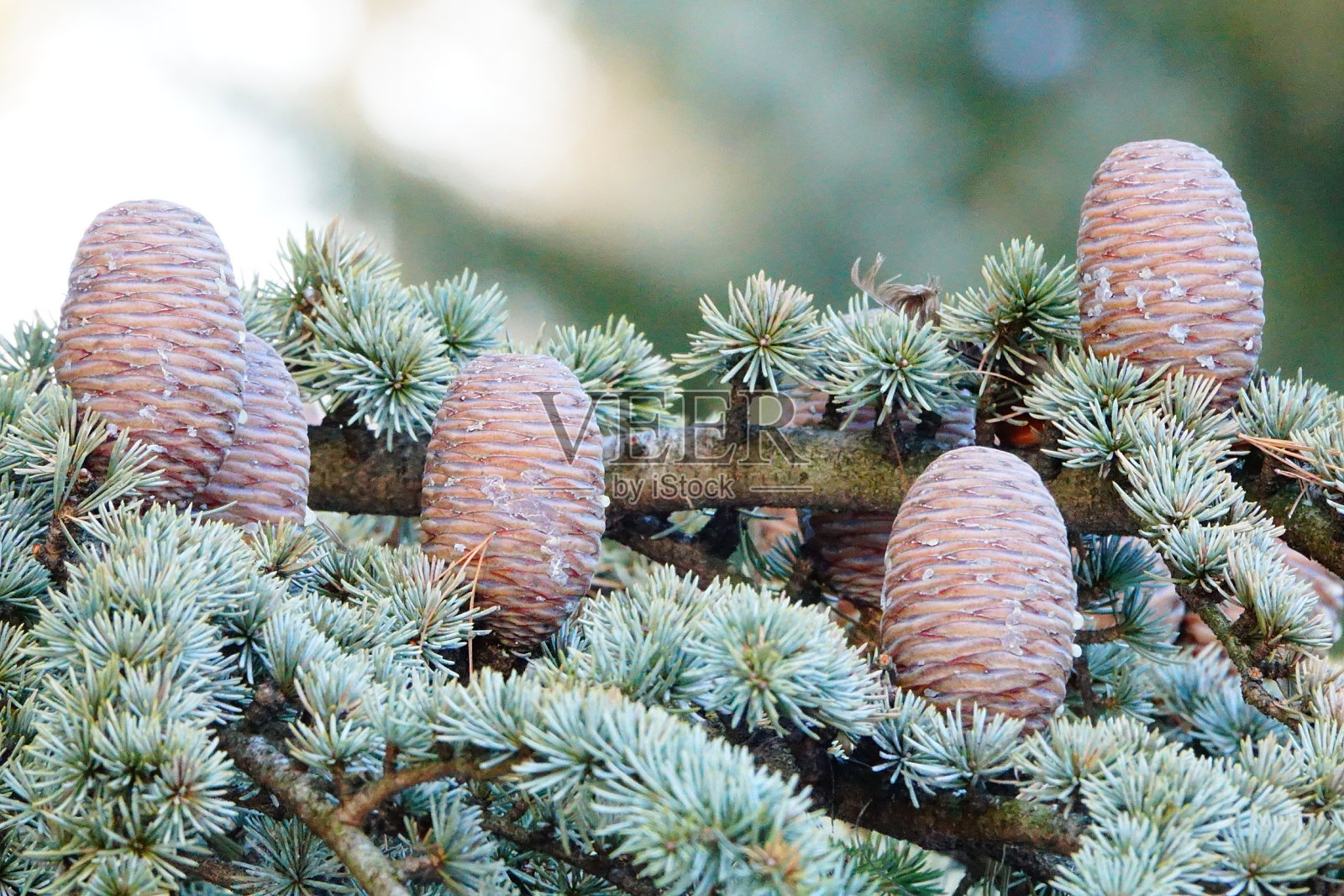 NYBG冬季2018年2月18日照片摄影图片