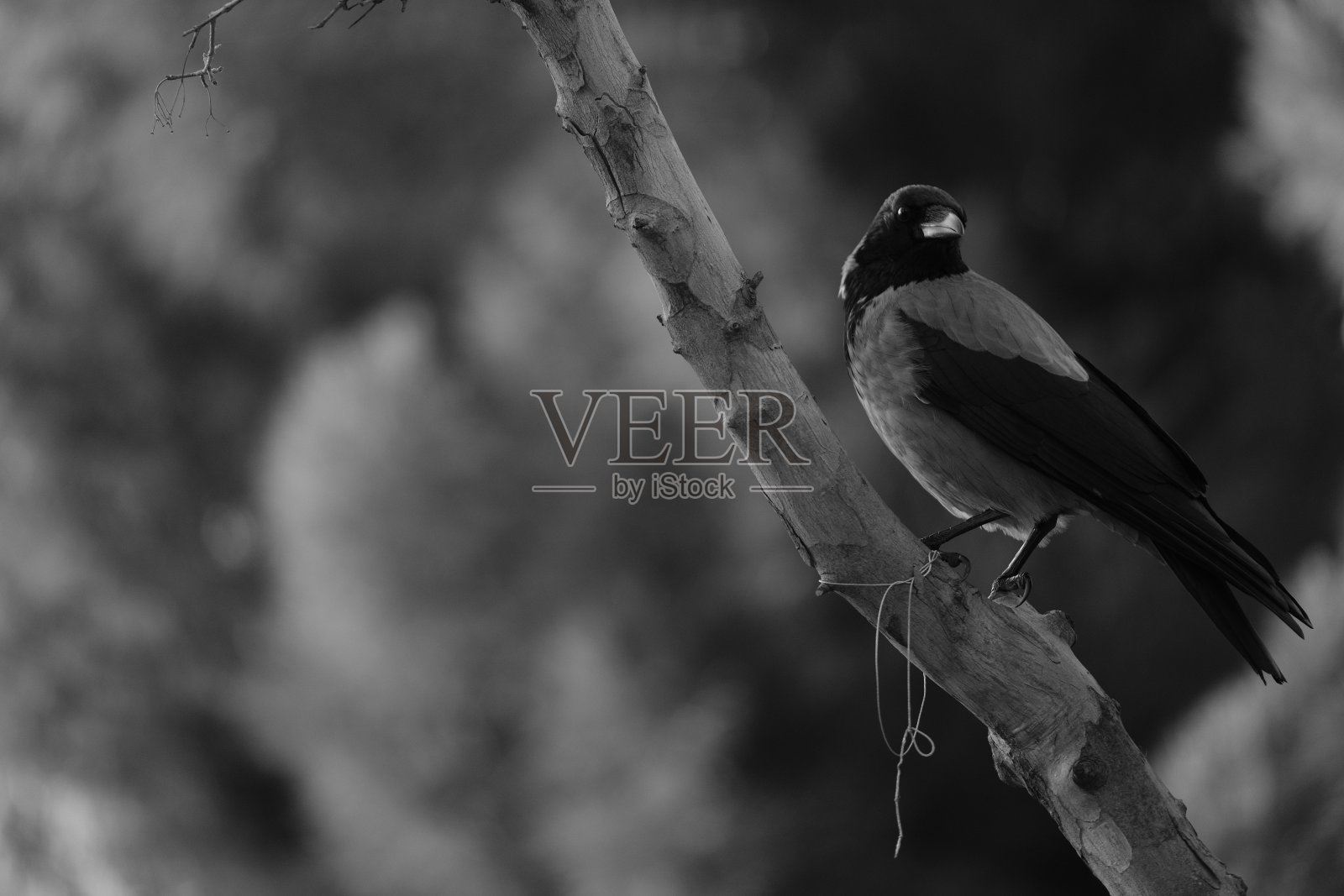 乌鸦照片摄影图片