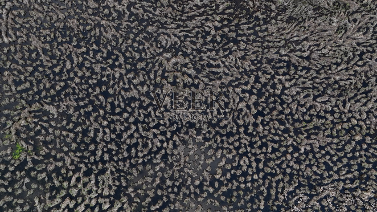 热门地点在土耳其的博鲁阿班特湖国家公园,鸟瞰湖中长满芦苇,湖中植物呈黄绿色调,鸟瞰湖中倒影照片摄影图片