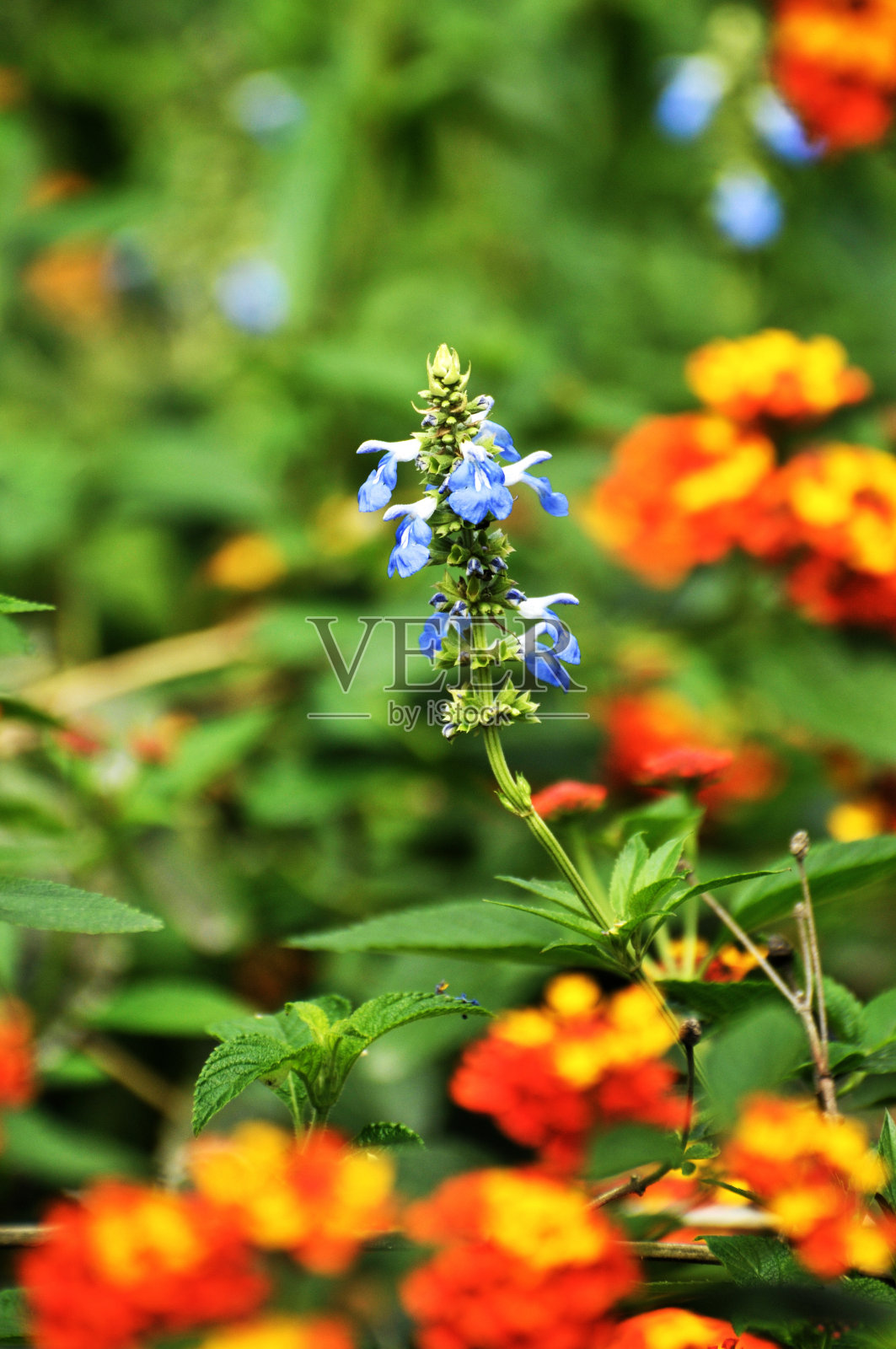 朵朵蓝色的小花照片摄影图片
