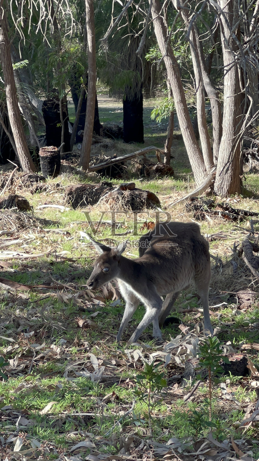 动物-袋鼠照片摄影图片