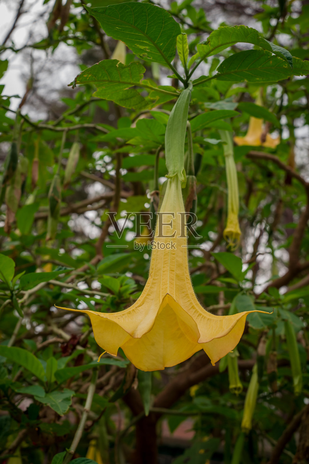 天使号(Brugmansia Versicolor),格林纳达照片摄影图片