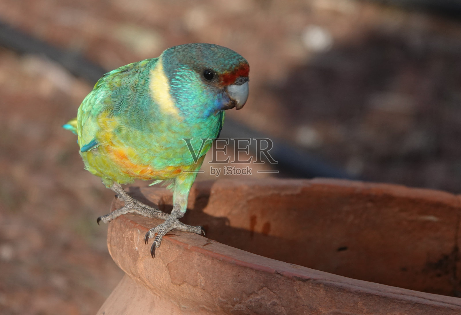 澳大利亚环颈鹦鹉照片摄影图片
