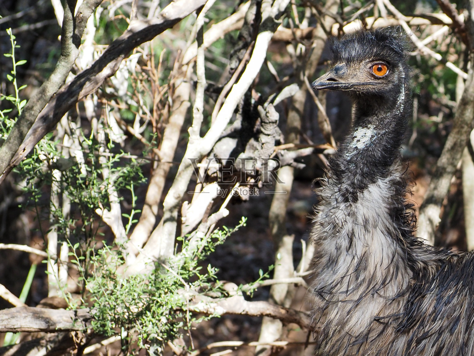 丛林中的鸸鹋照片摄影图片
