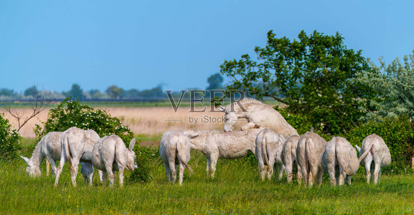 奥匈白驴或巴洛克驴(Equus asinus asinus)在奥地利布尔根兰纽西德尔湖国家公园的牧场上照片摄影图片