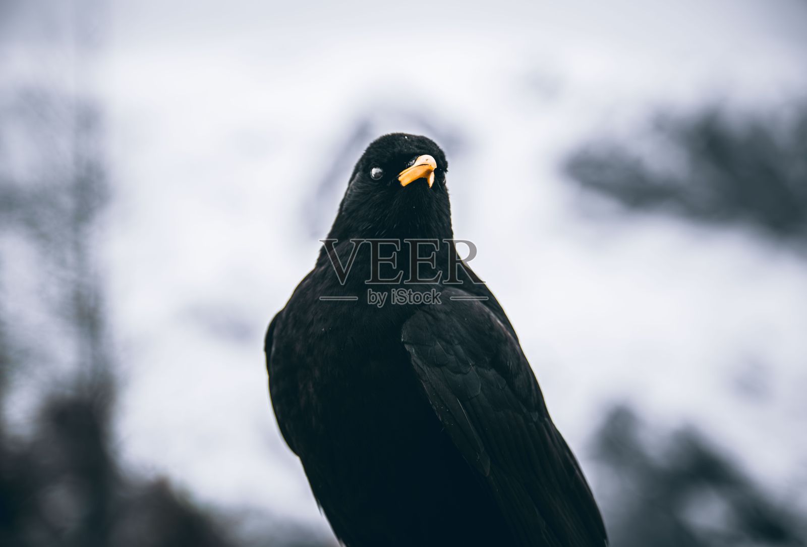 高山鸦或黄嘴鸦的肖像(Pyrrhocorax graculus)照片摄影图片